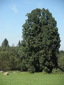 Památný strom Bažantovská lípa u zaniklé vsi Bažantov v okrese Tachov
