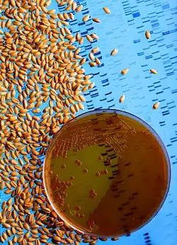 Genetické inženýrství