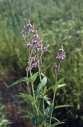 alternativní popis obrázku chybí