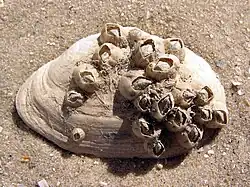 Balanus improvisus přilepená na schránce rozchlipky Mya arenaria