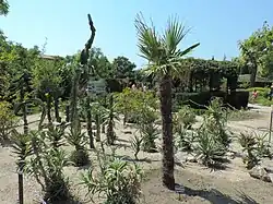 Trachycarpus fortunei v univerzitní botanické zahradě sofijské univerzity v Bulharsku