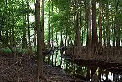 Národní park Congaree
