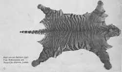 Kůže tygra balijského s krátkým popiskem ze sbírek muzea v Leidenu.