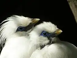 Dvě mláďata majny Rothschildovy