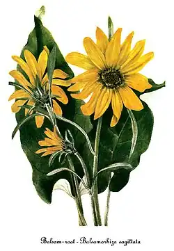 Balsamorhiza sagittata