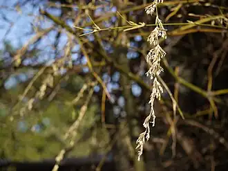 Kvetoucí bambus trnitý (Bambusa bambos)