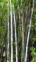 Stébla Bambusa chungii