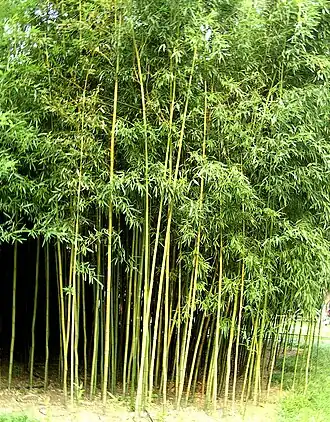 alternativní popis obrázku chybí