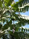 Vzrostlé banánovníky