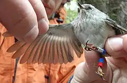 Fotografie zobrazující ruce čloěka, jak v jedné ruce drží okroužkovaného pokřovníka a druhou rukou mu roztahuje křídlo