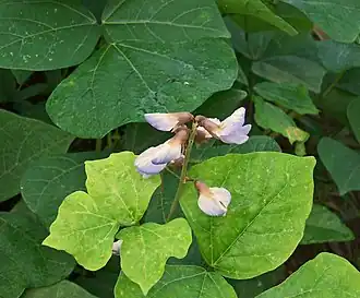 alternativní popis obrázku chybí