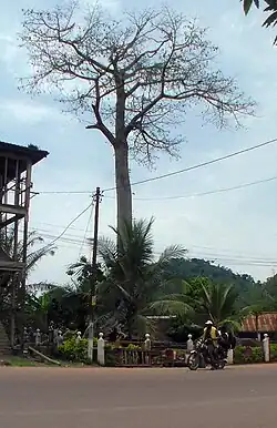 Stoletý baobab rostoucí ve městě Ebolowa