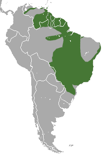 rozšíření vačice vlnaté