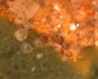 alternativní popis obrázku chybí