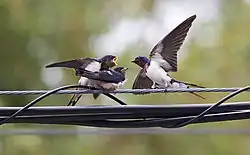 Krmení vylétaných mláďat na drátech