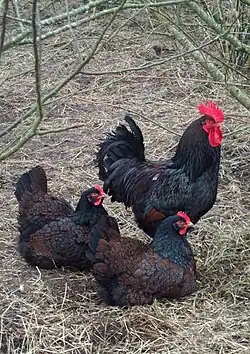 Kohout a dvě slepice barneveldky dvojlemované