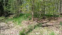 Barrows at the cemetery in Protivín 04.jpg