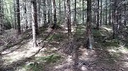 Barrows near Vitín (V Zahrádkách) (01).jpg