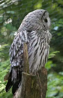 Puštík vousatý ze strany