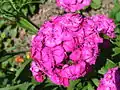 Dianthus barbatus