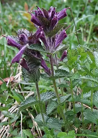 Lepnice alpská (Bartsia alpina)