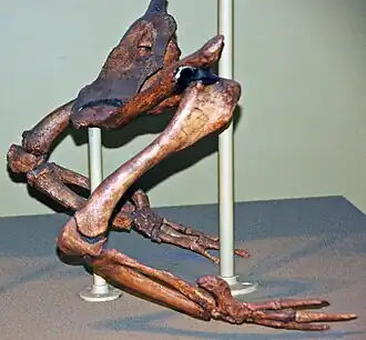 Pánev a kostra zadních končetin basilosaura (Field Museum of Natural History, Chicago)