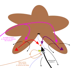Přílet orlů (růžová), příchod Medděda (oranžová), Bolgova smrt a skřetí ústup