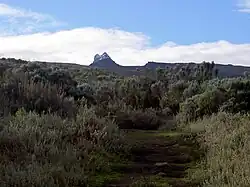 V popředí křovinatý porost, v pozadí panoráma vrcholu