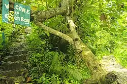 Strom v Národním parku Meru Betiri