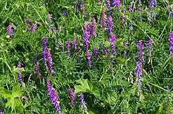 Porost vikve ptačí