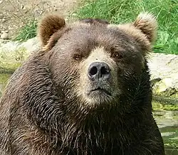 Ursus arctos middendorffi