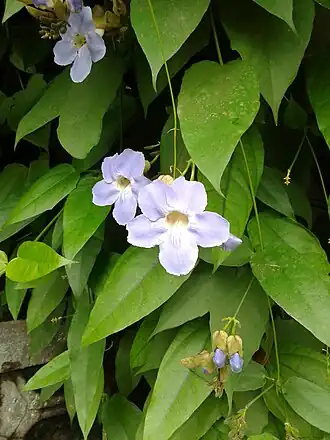 alternativní popis obrázku chybí