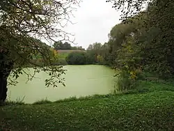 Rybník v Bedřichovicích