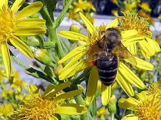 alternativní popis obrázku chybí