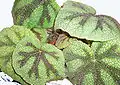 Begonia masoniana