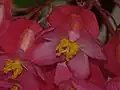 Samičí květ kysaly Begonia corallina