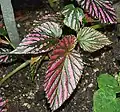 Begonia breviramosa