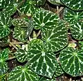 Begonia pustulata
