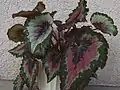 Barevný list Begonia rex