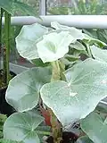 Begonia venosa