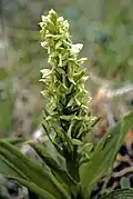 Orchidej Platanthera tipuloides patří k ostrovní flóře