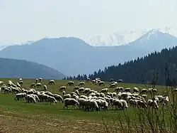 Ovce na vysokohorské louce, za nimi zasněžené panorama hor