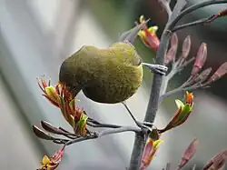 Fotografie samce, jak s rozkročenýma nohama balancuje na úzkých větvích s hlavou zastrčenou v růžovém květu