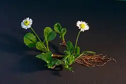 Kvetoucí rostlina s kořenem