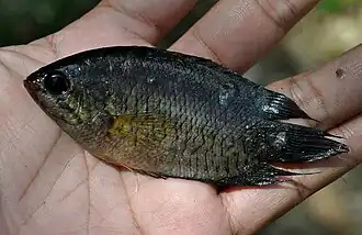 popis obrázku chybí