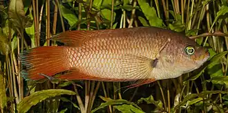 alternativní popis obrázku chybí