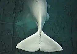 Fotografie ocasu běluhy, kde je viditelný prostřední hluboký výkroj