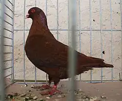 Benešovský holub červený