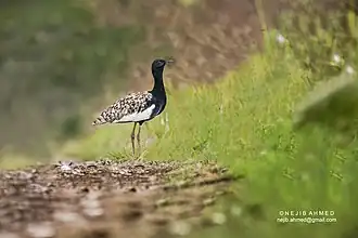 alternativní popis obrázku chybí