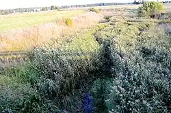 Beržė u Linkaičiai